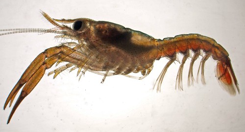 Homarus gammarus 